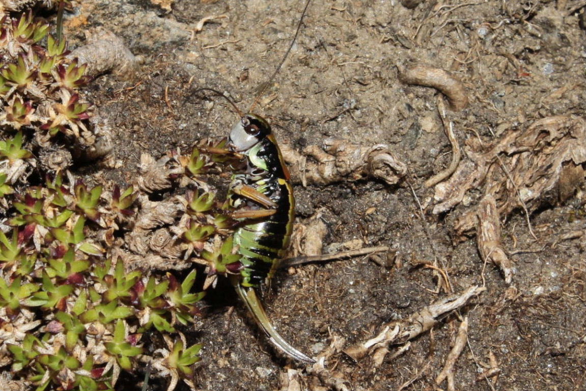 Anonconotus sp. (Tettigoniidae)